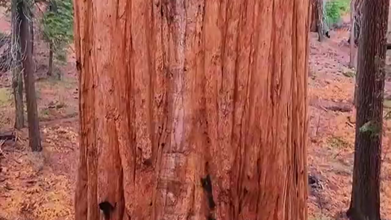 How big is a sequoia tree