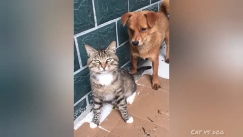 Funny Animal Videos 2023 😂 | Funny Dogs| Funny Cats