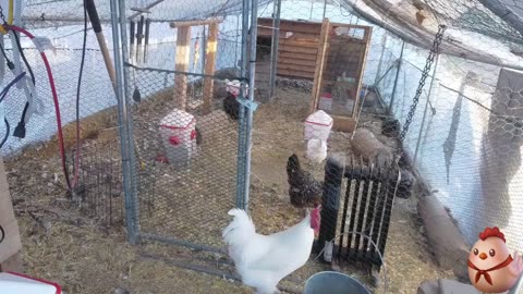 Chicken Live Stream