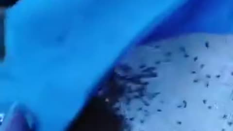 Check out the swarm of mosquitoes buzzing around a river!