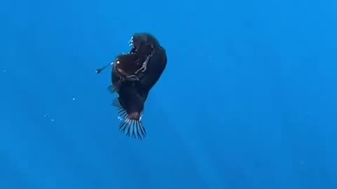 This could be the world's first recorded sighting of a live adult black devil or anglerfish