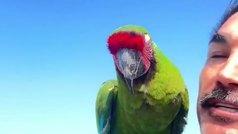 my neighbor sent me this video of my parrot showing up to visit