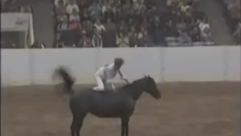 Stacy Westfall. Bareback and bridleless. Freestyle Reining