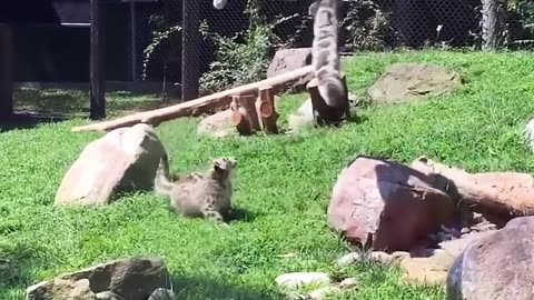 Animal Antics: A Compilation of Nature's Funniest Moments