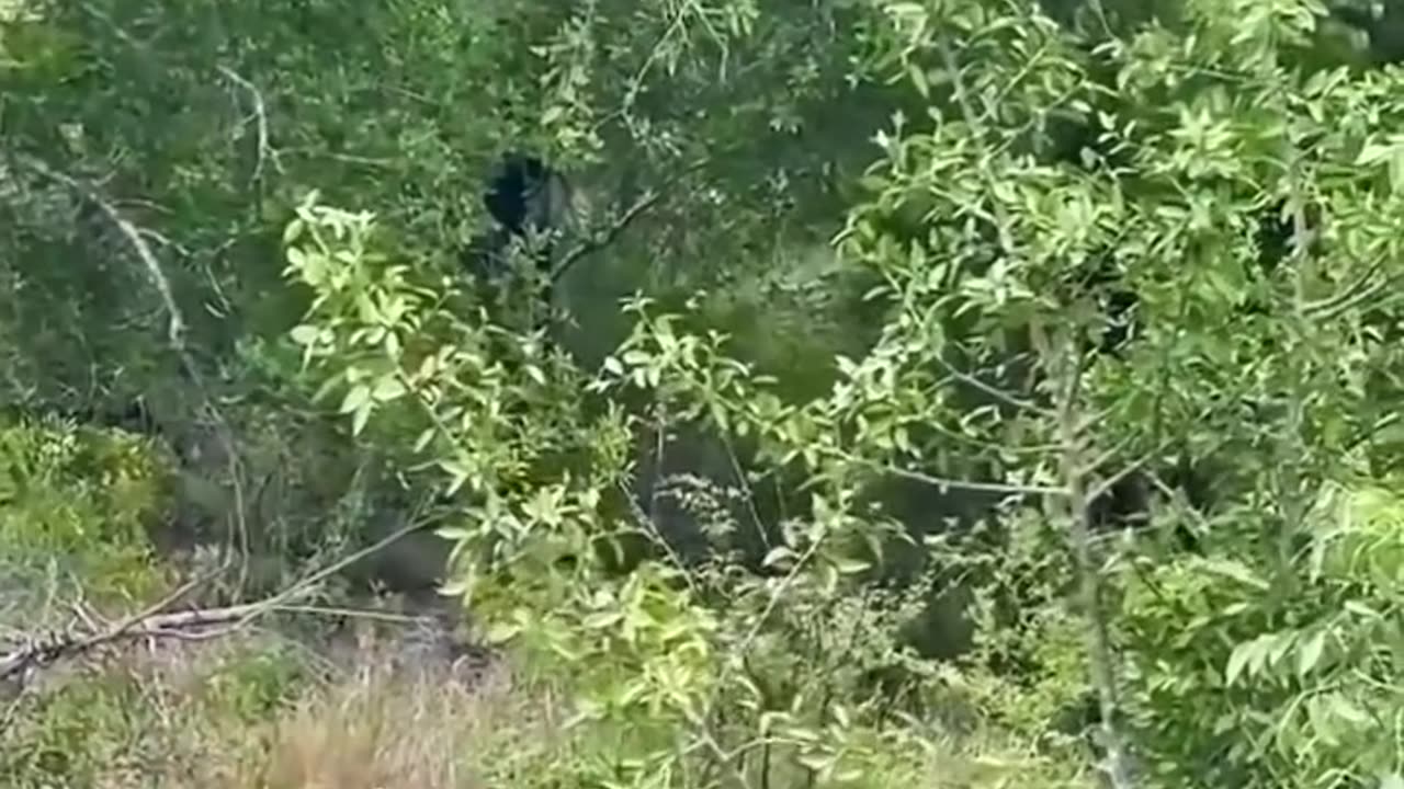 Leopard hunts warthog baby