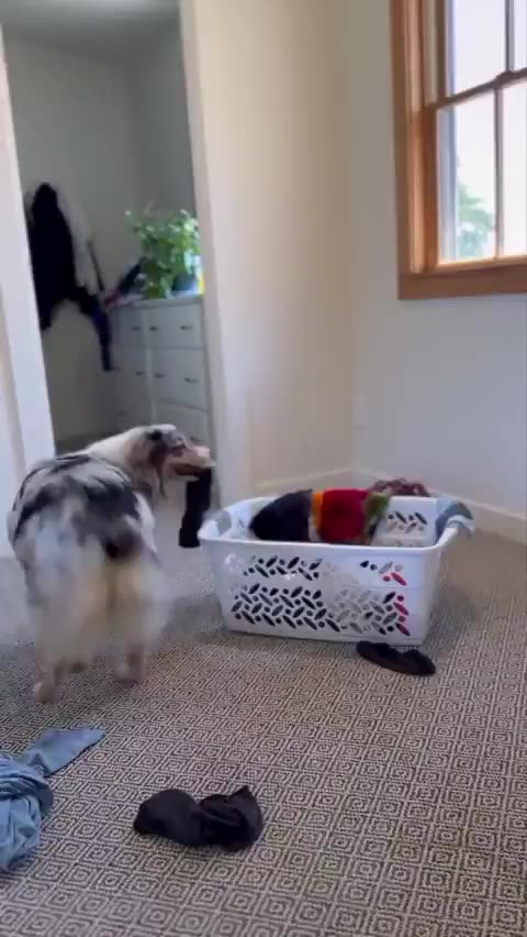 Real or Ai? And where can I get one?