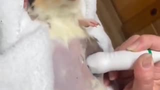 Guinea Pig Ultrasound