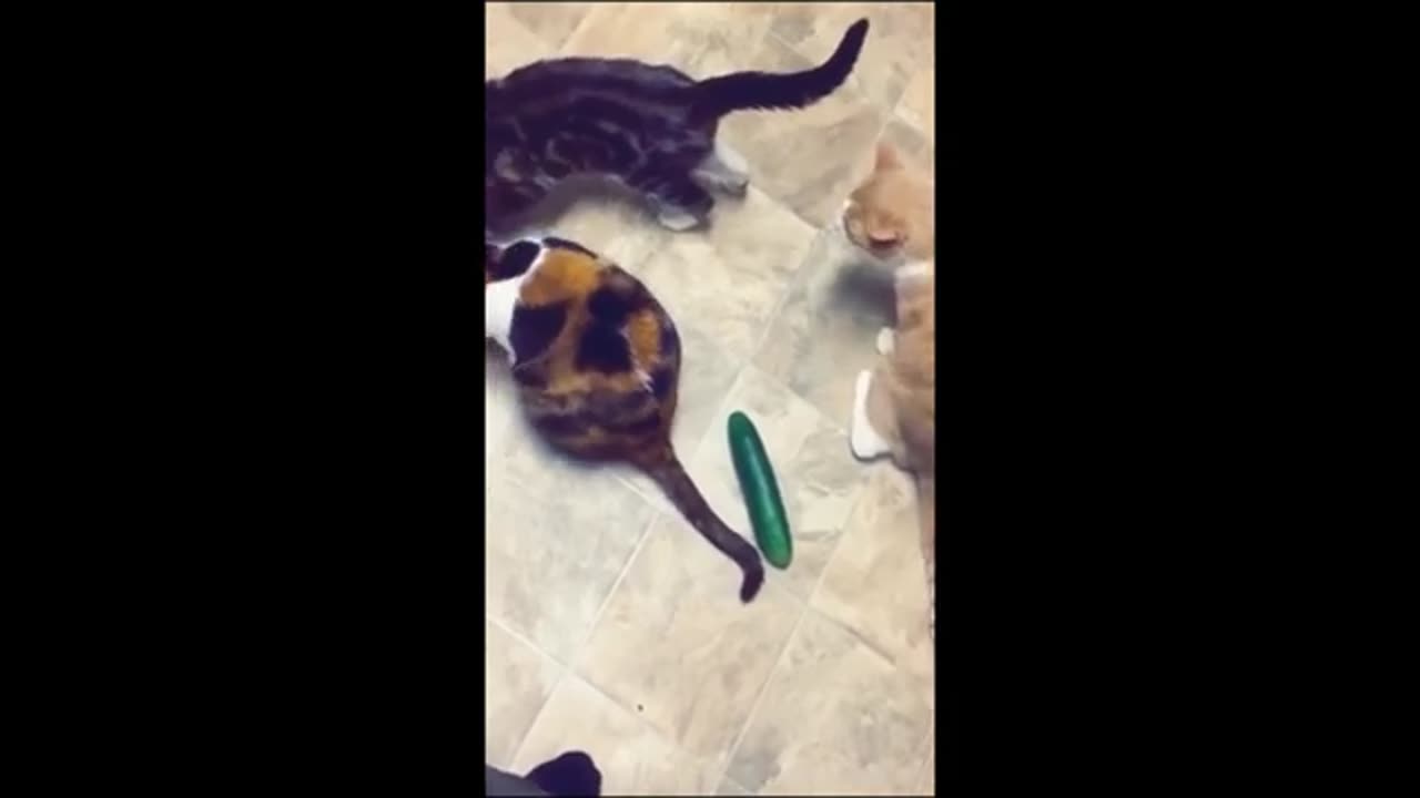 Funny Animals videos