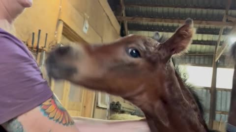 Foal Can't Resist Delicious Baseball Cap