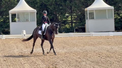 Australian Warmblood Horse in Australia