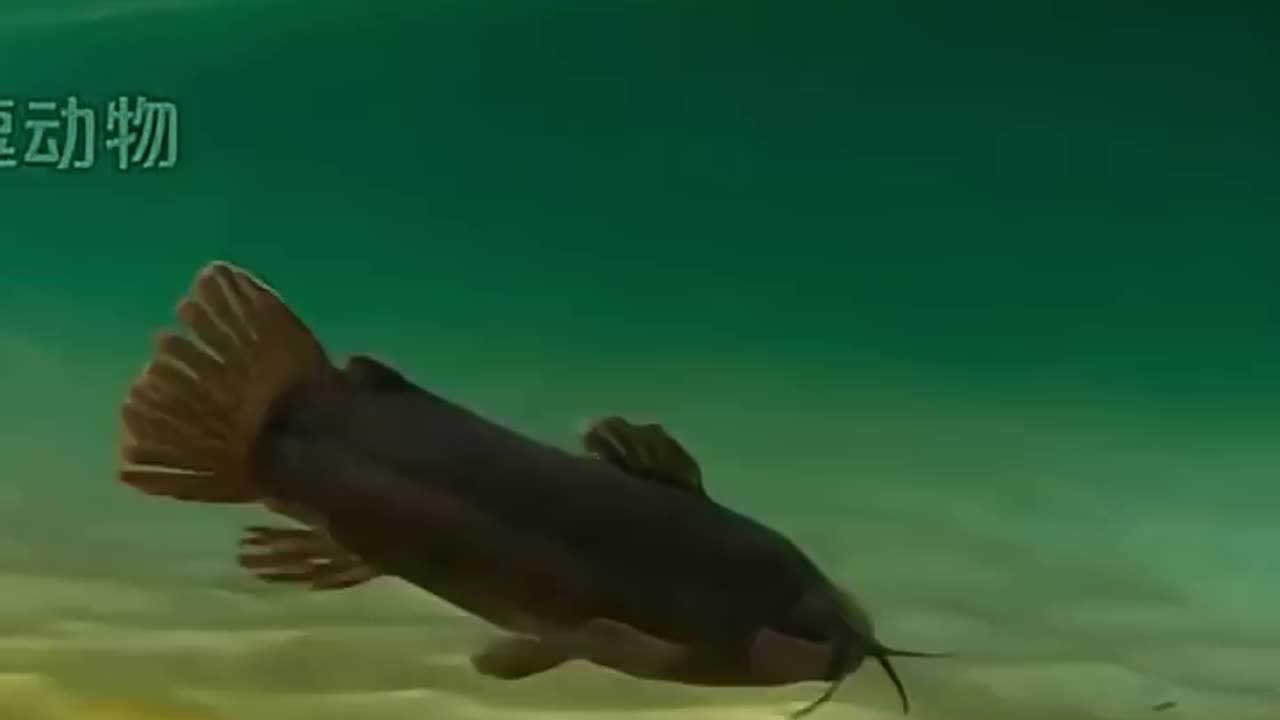 Unique world of fish 🐠🐟