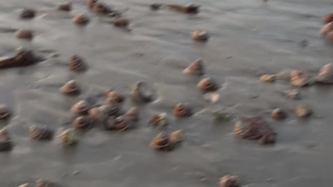 Wild Nature on the Beach in San Diego, CA - Amazing Ocean Creatures #shorts #beach #nature