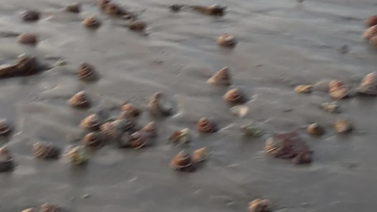 Wild Nature on the Beach in San Diego, CA - Amazing Ocean Creatures #shorts #beach #nature