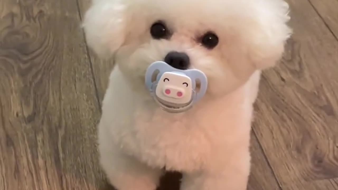 Cute dog video, cute puppy | Adorable puppy moments