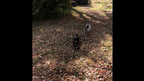 Milo Chases Butters, Bloo Breaks It Up