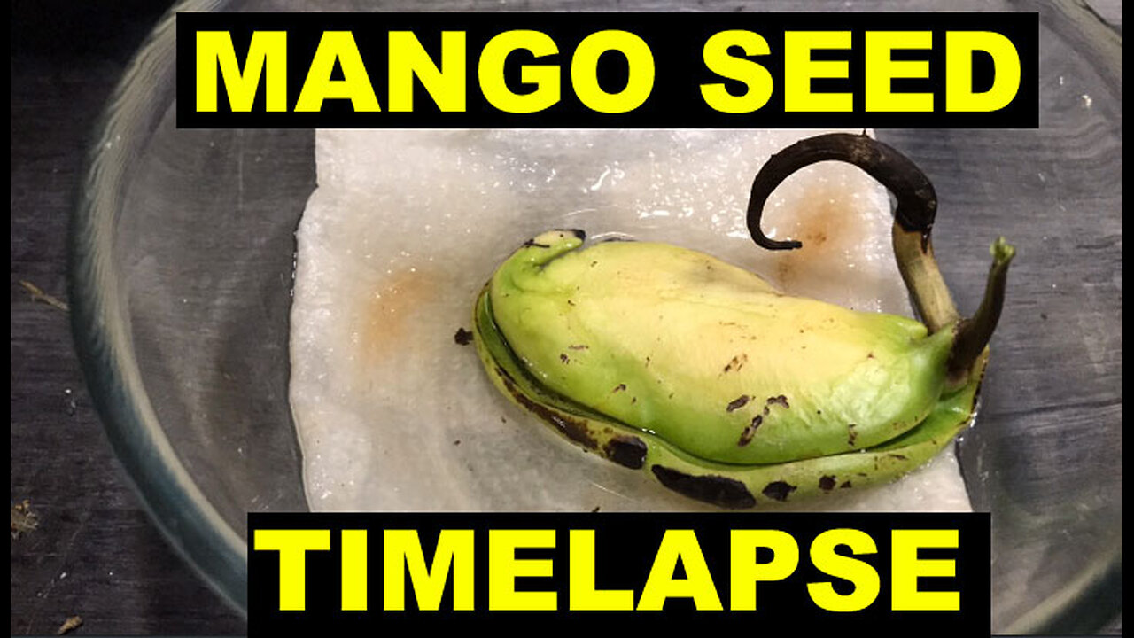 Mango Seed Germination Process in Time Lapse in 81 Days