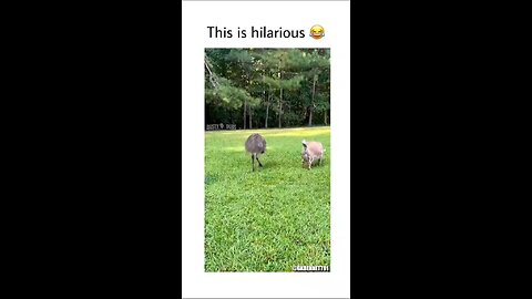 This is so funny😂#animals#funny#viral