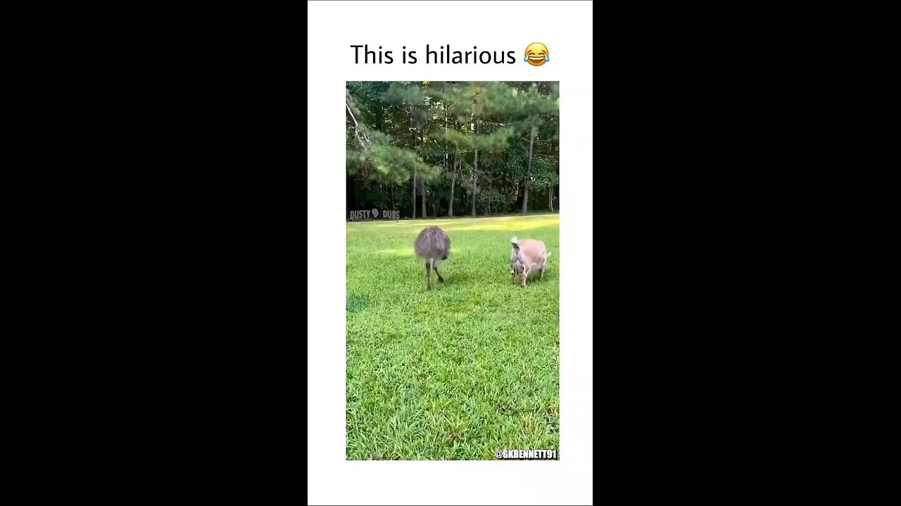 This is so funny😂#animals#funny#viral