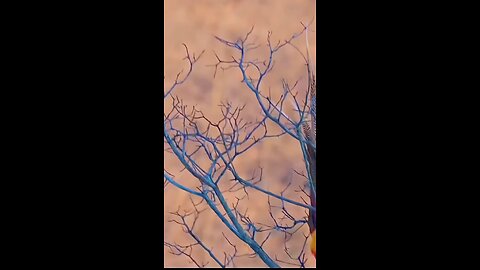 Beautiful birds