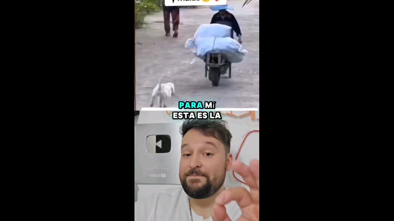 Perrito ayudando a su humano cargando cosas 🥰