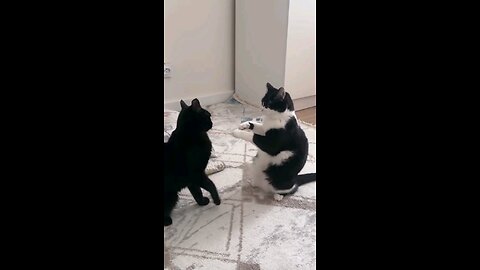 "Two Cats, Strange Glances and Odd Moves"