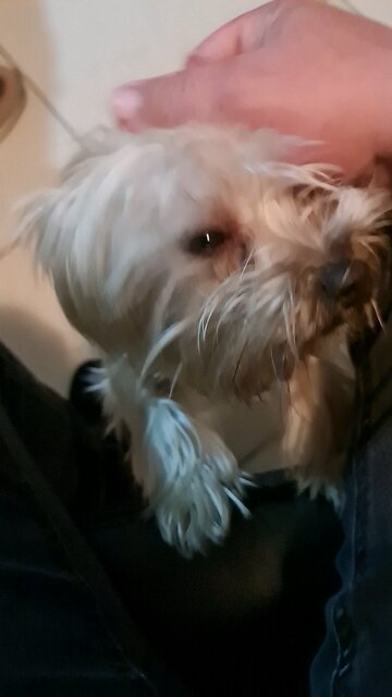 Many people find comfort in the presence of a dog.