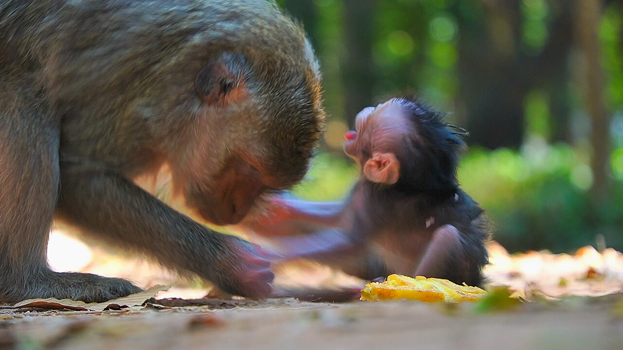 OMG, Monkey BABY BABETTE Falls down From Mom and CRYING Sadly