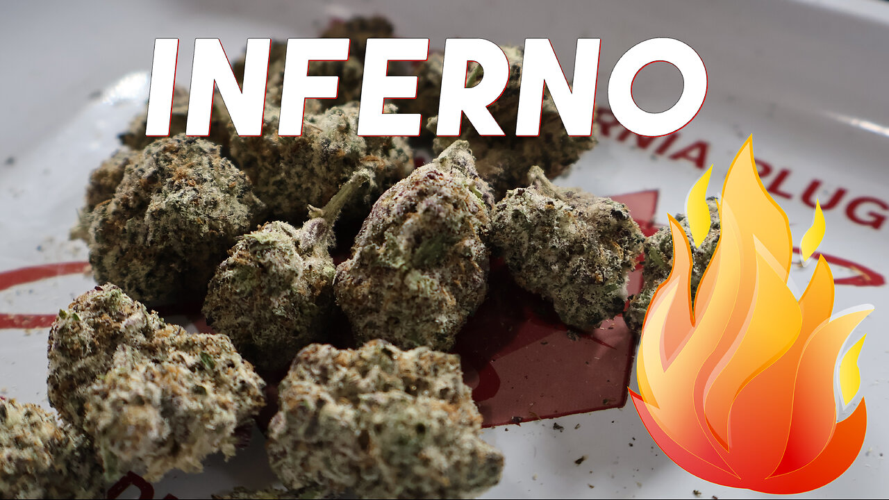 JK Distro’s Cali Don’s Inferno: Fiery Flower Flames Fast Talking Fans! 🔥💨