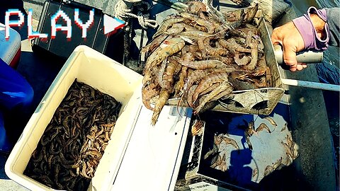 Louisiana SHRIMP Season Opens - Cajun Family Trawling Adventure