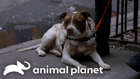 A Couple of New Yorkers Rescue a Dog With Cancer Pit Bulls and Parolees