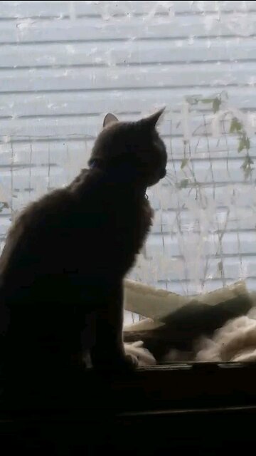 windigo and the frosted windows