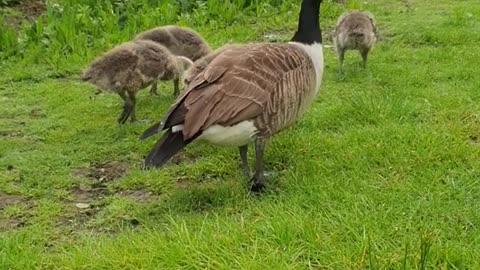 Adorable Canada Geese and Their Baby Goslings Take a Stroll