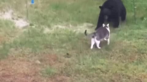 Cat vs bear..