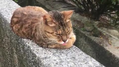 Cute cat sticking out tongue