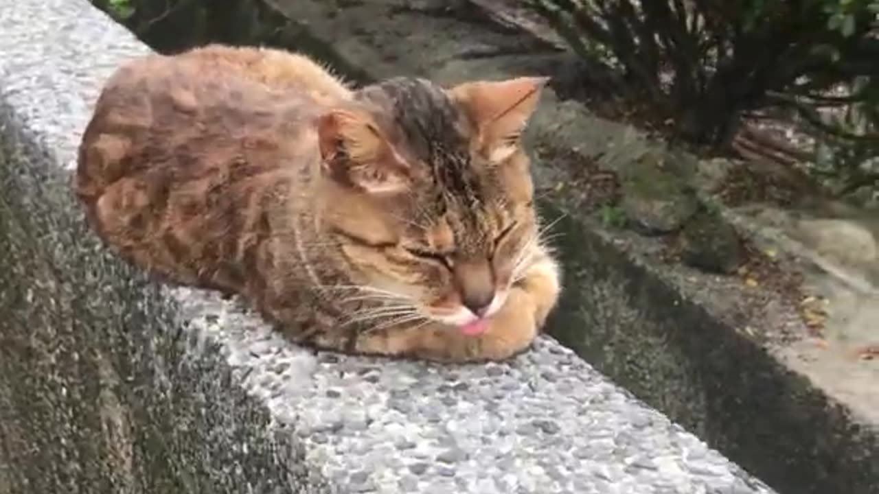 Cute cat sticking out tongue