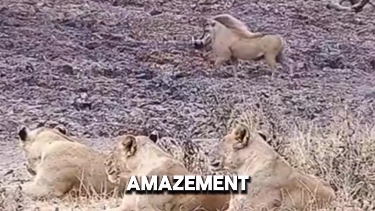 funny warthog