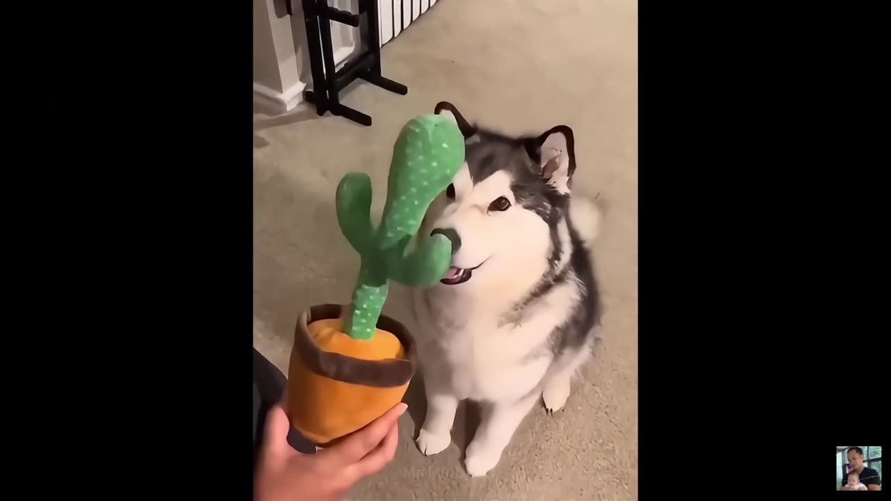 2025 Funniest Cats and Dogs Memes Try Not to Laugh Challenge