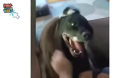 Hilarious Animal Antics: Cute Dogs, Funny Cats & Adorable Moments