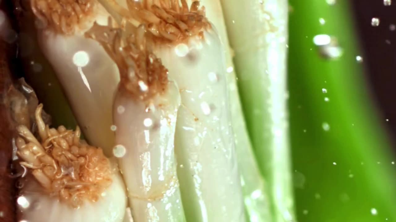 green onions health benefits | Cooking