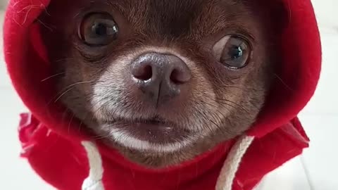 One of Santa’s reindeer 😊