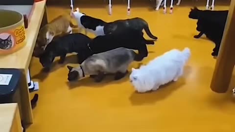 Funny Cats