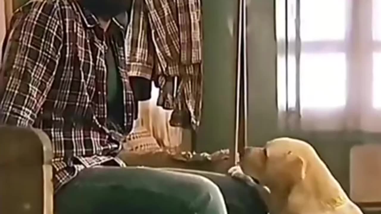 Do you know how loyal dogs are?