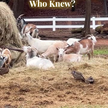 Ducks Like Hay Too!! Who Knew?
