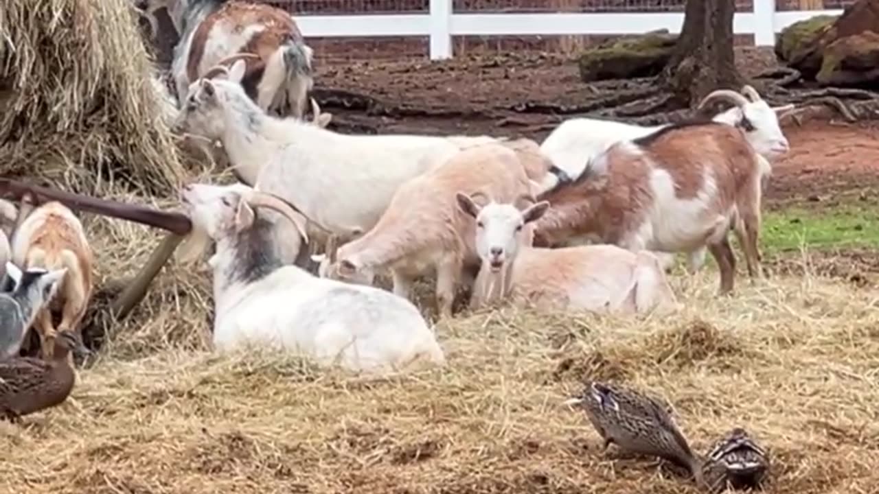 Ducks Like Hay Too!! Who Knew?