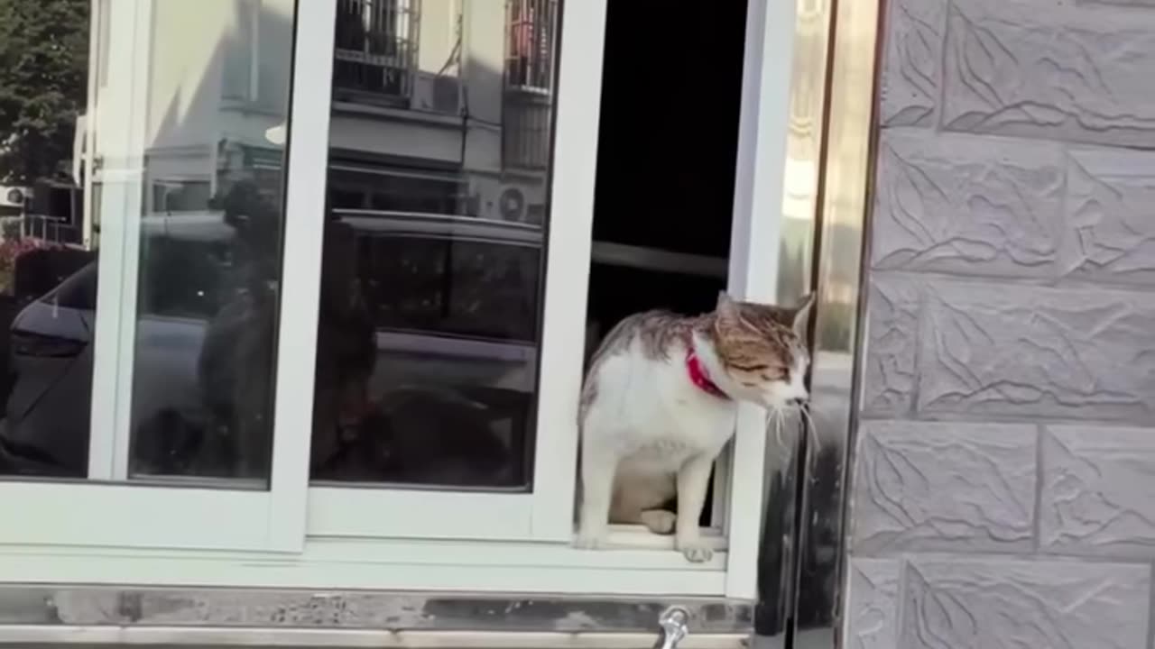 Furry Mischief: The Cutest Cat Antics Ever