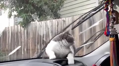 The Allure of Cats & Kittens: Feline Grace & Adorable Antics