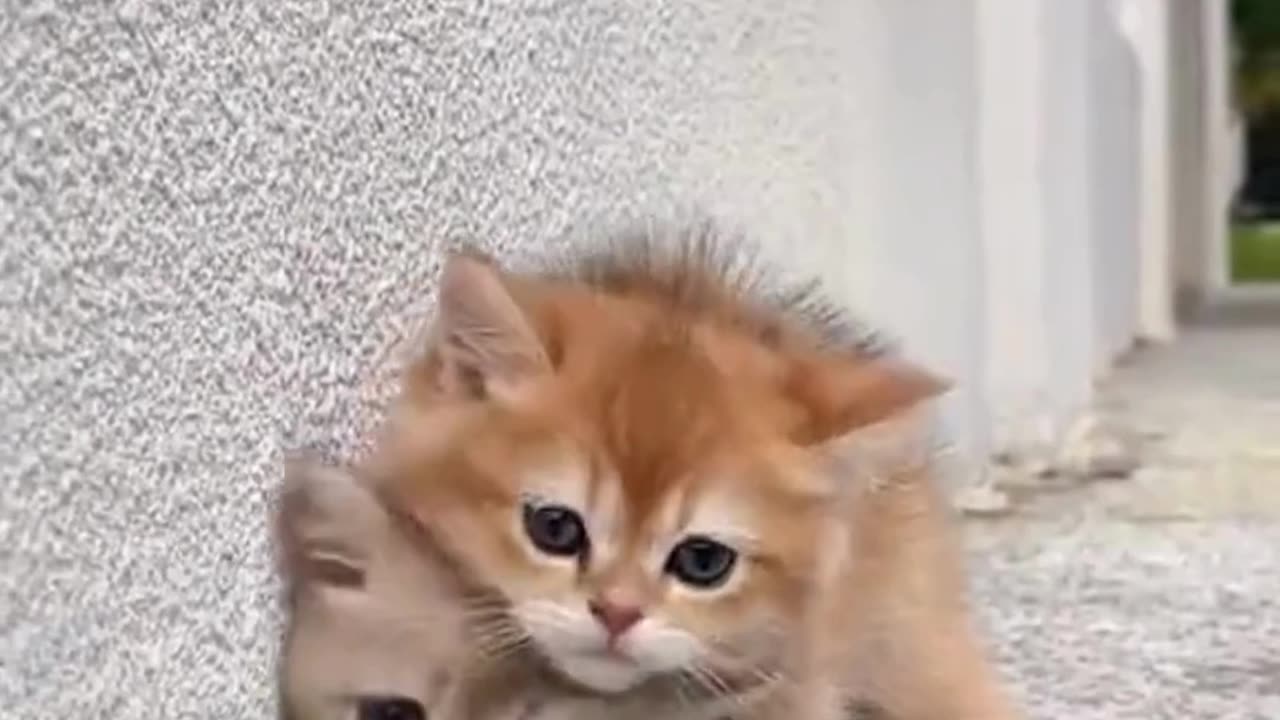 Two cute cat🐈-