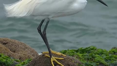 The waves would be at just the right height for this Snowy Egret...