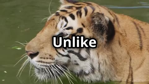 ai video Tiger facts