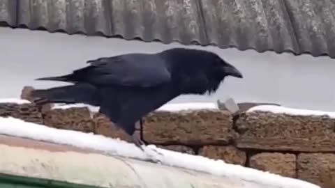 Crow Barks like a Dog